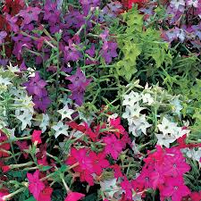 Image result for Nicotiana x sanderae `Perfume`F1