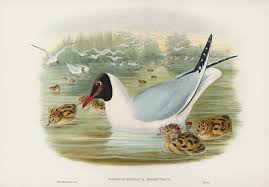 Image result for Chroicocephalus ridibundus