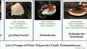 Attēlu rezultāti vaicājumam “Postia sericeomollis”