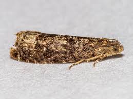 Attēlu rezultāti vaicājumam “Grapholita funebrana”