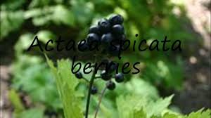 Attēlu rezultāti vaicājumam “Actaea spicata fruit”