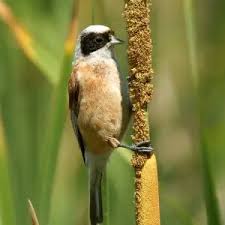 Attēlu rezultāti vaicājumam “Remiz pendulinus adult”