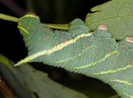 Attēlu rezultāti vaicājumam “Laothoe amurensis”