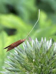Attēlu rezultāti vaicājumam “Nematopogon sp.”