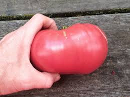 Afbeeldingsresultaat voor Pink Brandywine tomato