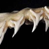 Image result for Alopias superciliosus