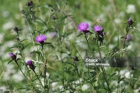 Image result for Centaurea nigra