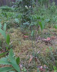 Attēlu rezultāti vaicājumam “Arenaria procera”