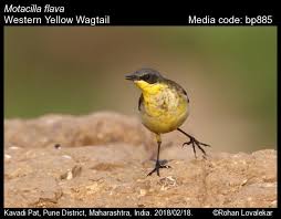 Attēlu rezultāti vaicājumam “Motacilla flava flava”