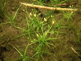 Attēlu rezultāti vaicājumam “Subularia aquatica”