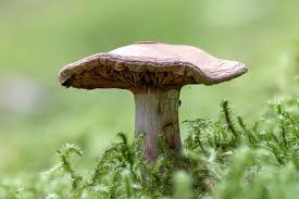 Attēlu rezultāti vaicājumam “Cortinarius traganus”