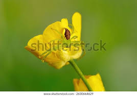 Attēlu rezultāti vaicājumam “Diaea dorsata female”
