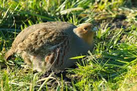 Attēlu rezultāti vaicājumam “Perdix perdix”