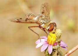 Attēlu rezultāti vaicājumam “Exoprosopa capucina”