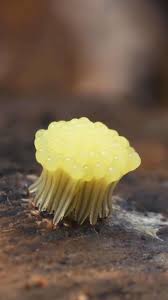 Attēlu rezultāti vaicājumam “Stemonitopsis gracilis young”