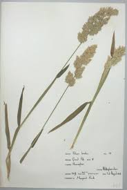 Attēlu rezultāti vaicājumam “Holcus lanatus”