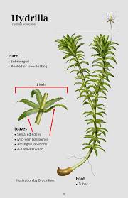 Attēlu rezultāti vaicājumam “Hydrilla verticillata”