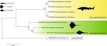 Image result for Pseudobatos lentiginosus