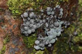 Attēlu rezultāti vaicājumam “Diderma chondrioderma”