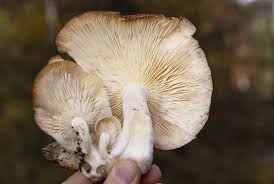 Attēlu rezultāti vaicājumam “Hypsizygus ulmarius”