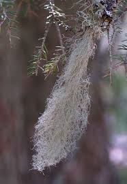 Attēlu rezultāti vaicājumam “Ramalina thrausta”