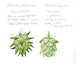 Attēlu rezultāti vaicājumam “Humulus lupulus fruit”
