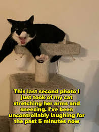 Image result for funniest picture ever