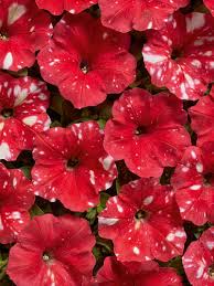 Image result for Petunie