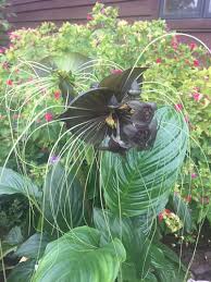 Image result for Tacca chantrieri