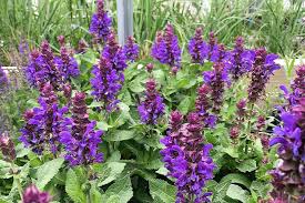 Attēlu rezultāti vaicājumam “Salvia nemorosa fruit”