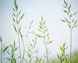 Attēlu rezultāti vaicājumam “Festuca pratensis”
