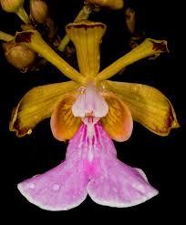 Attēlu rezultāti vaicājumam “Tortula lingulata macro”