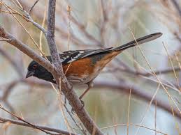 Attēlu rezultāti vaicājumam “Rhopalus maculatus imago”