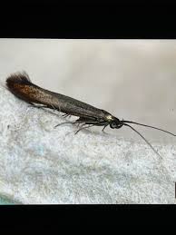 Attēlu rezultāti vaicājumam “Coleophora alticolella”