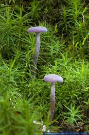 Attēlu rezultāti vaicājumam “Laccaria amethystina”