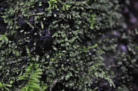 Attēlu rezultāti vaicājumam “Fissidens pusillus sporophyte”