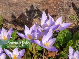 Attēlu rezultāti vaicājumam “Crocus speciosus”