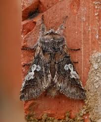 Attēlu rezultāti vaicājumam “Diloba caeruleocephala”