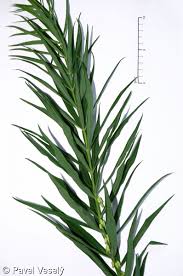 Attēlu rezultāti vaicājumam “Polygonatum verticillatum leaf”