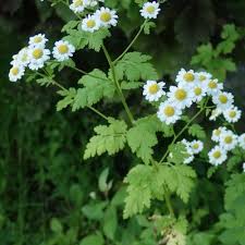 Image result for Tanacetum parthenium