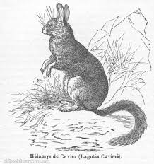 Image result for viscacha