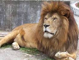 images?q=tbn:ANd9GcSQcLZVRLnyUXAUCpF2LtnPb8qlatfwZlDS444sRPRE5NjRp9KV