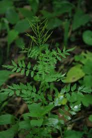 Attēlu rezultāti vaicājumam “Cardamine impatiens”