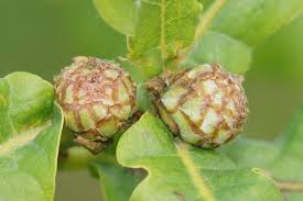 Attēlu rezultāti vaicājumam “Andricus foecundatrix”