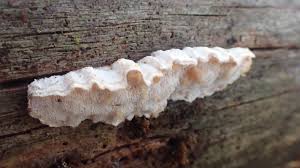 Attēlu rezultāti vaicājumam “Postia undosa”