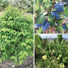 Attēlu rezultāti vaicājumam “Libanotis montana fruit”