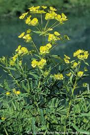 Attēlu rezultāti vaicājumam “Euphorbia virgata”