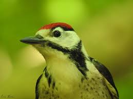 Attēlu rezultāti vaicājumam “Dendrocopos major juvenile”