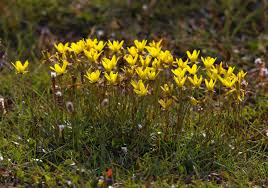 Attēlu rezultāti vaicājumam “Saxifraga hirculus”