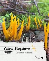 Attēlu rezultāti vaicājumam “Calocera viscosa”